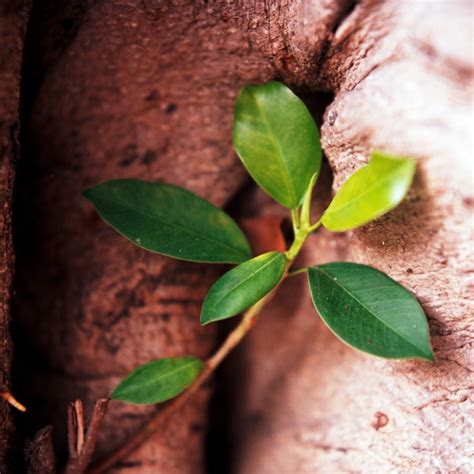 門口避邪|鬼月「避邪植物」推薦這5種！「抹草」沐浴可趨吉避。